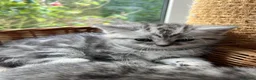 British Shorthair cats for sale: GCCF reg BSH Black silver tabby kittens - Advert 3