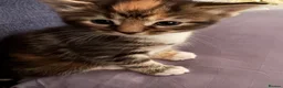 Mixed Breed cats for sale: Michka, mochka ,  in Brentford - Advert 2