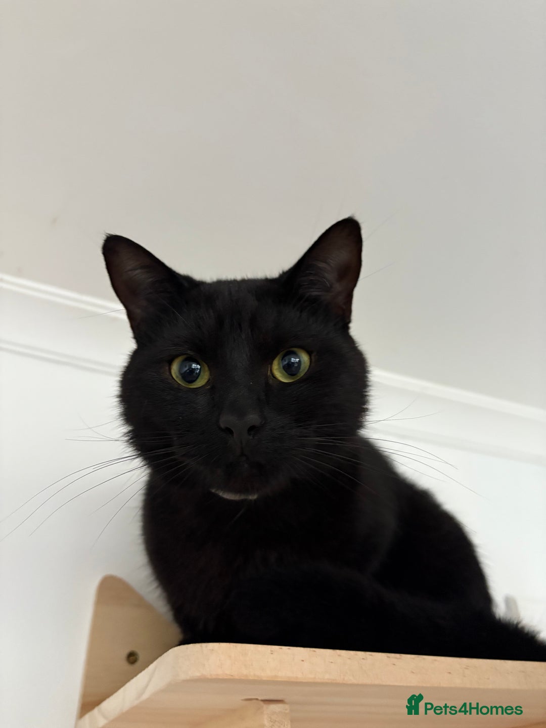 British Shorthair cats for sale: Tabby kitten - Advert 2