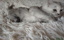 Maine Coon cats for sale: Maine coon kittens for sale  - Image 6