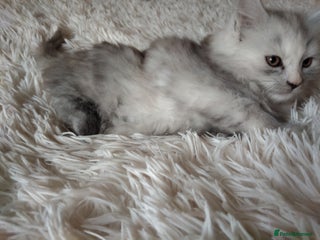Maine Coon cats - Advert 27