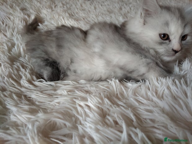 Maine Coon cats - Advert 1