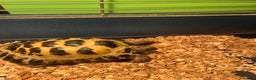 Tortoise reptiles for sale: Horsefield tortoise  - Advert 3