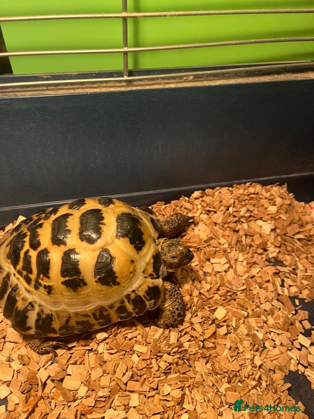 Tortoise reptiles for sale: Horsefield tortoise  - Advert 3