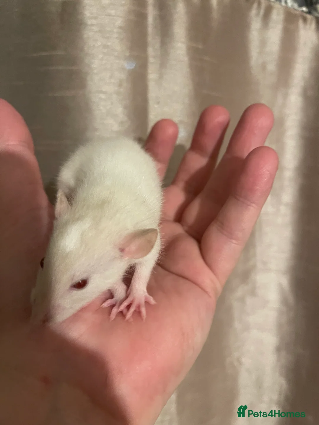 Rat rodents for sale: Rats looking for 5* homes only  - Advert 29