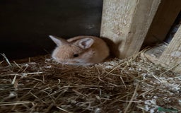 Mixed Breed rabbits for sale:  Netherland dwarf bunny mix - Image 1