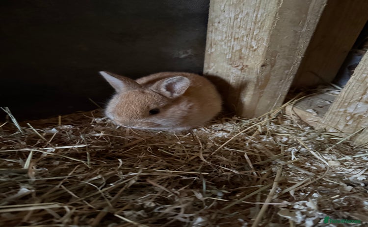 Mixed Breed rabbits - Advert 3