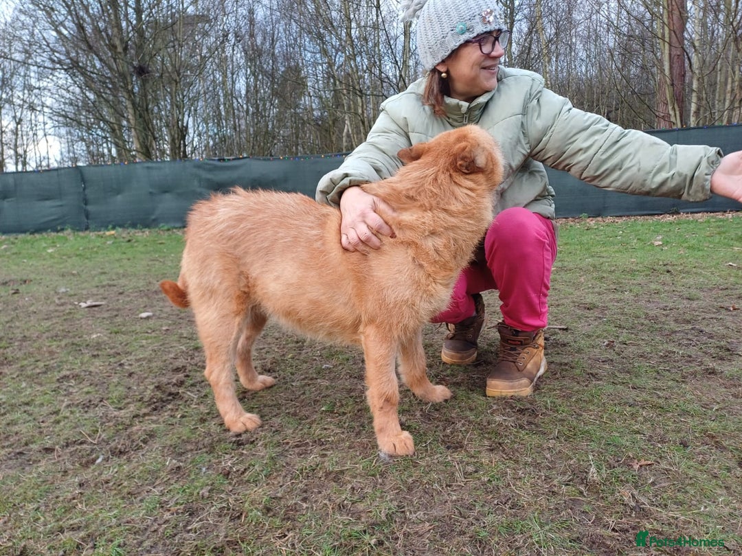 Mixed Breed dogs for adoption: 🐾 Meet IZZY 🐾 💛 A loyal heart & love to give 💛 - Advert 19