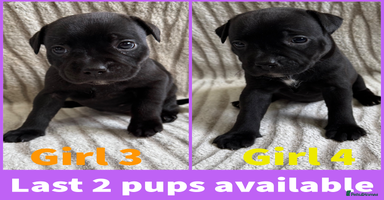 Staffordshire Bull Terrier dogs - Advert 2