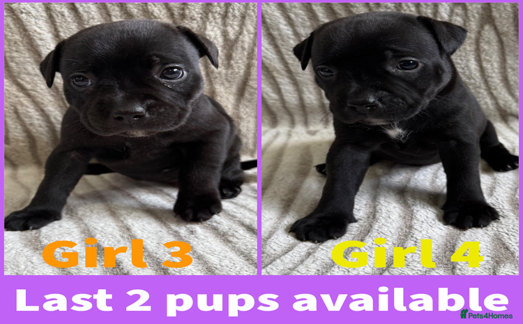 Staffordshire Bull Terrier dogs - Advert 6