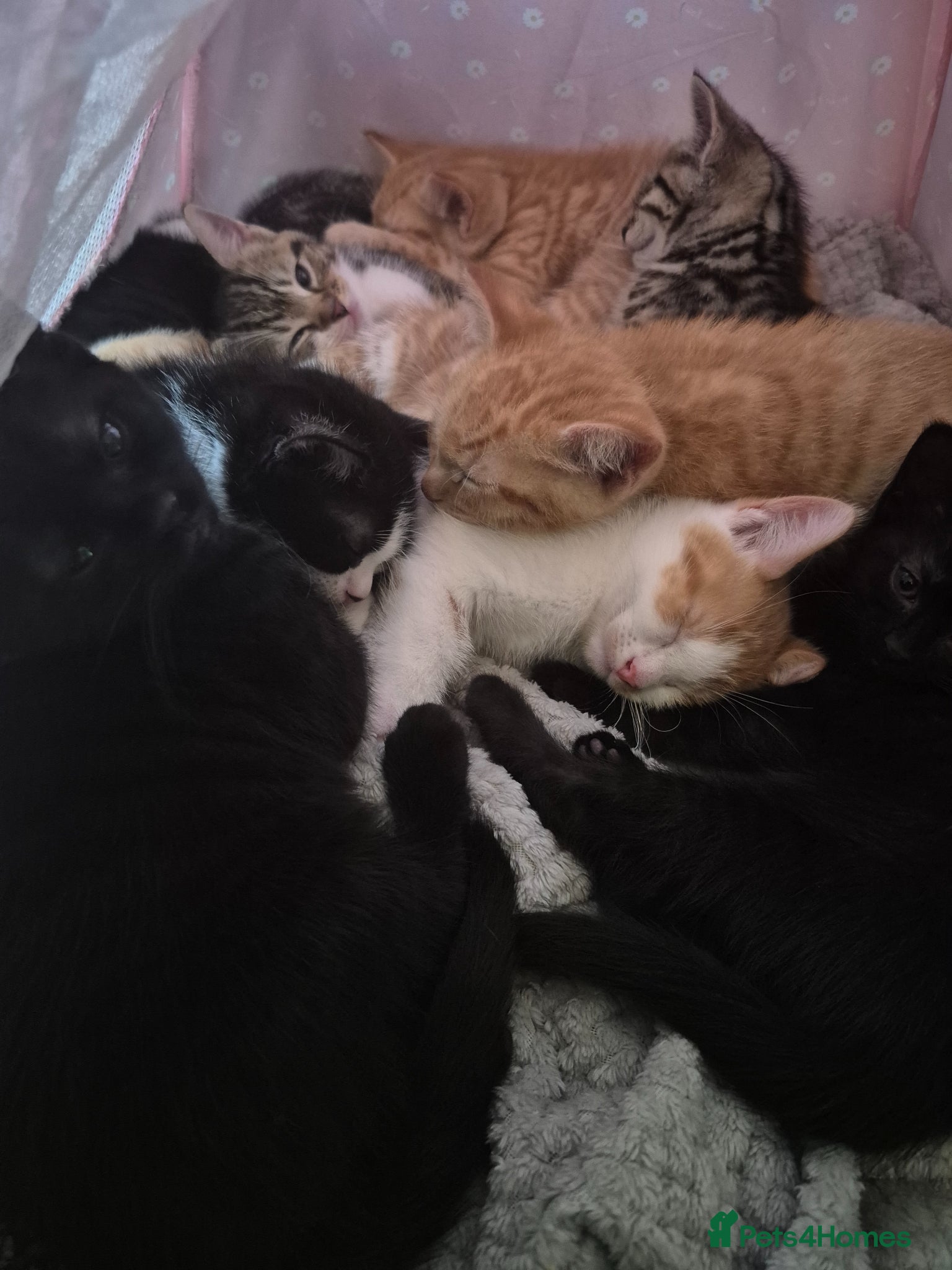 Mixed Breed cats Two litters of 9 kittens - Advert 2