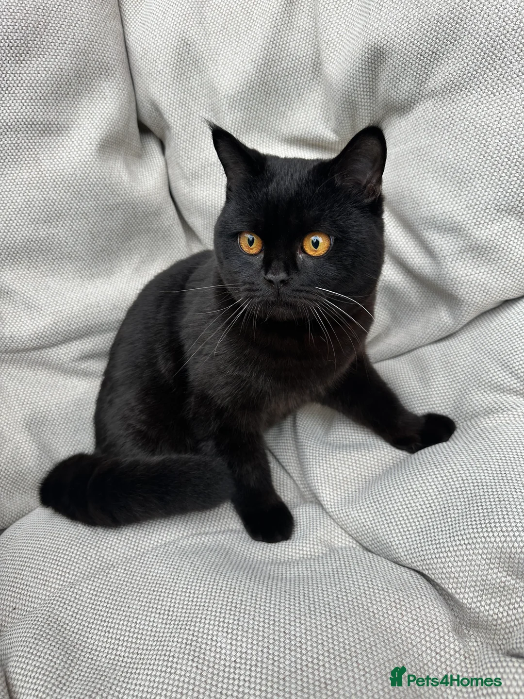 British Shorthair cats for sale: British Shorthair Chunky kittens - Advert 26