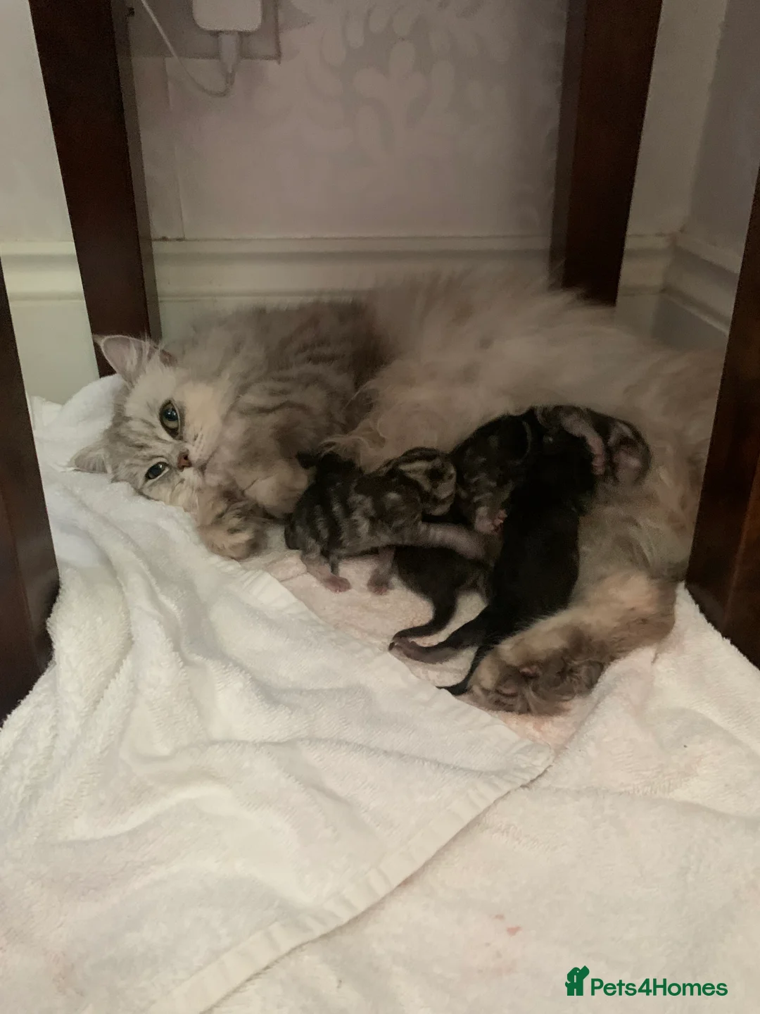 Mixed Breed cats for sale: 3 Dark grey mixed persian chinchilla kittens - Advert 2