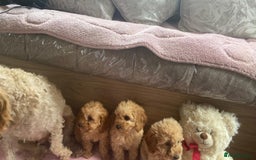Cockapoo dogs for sale: Cockapoo puppies - Image 4