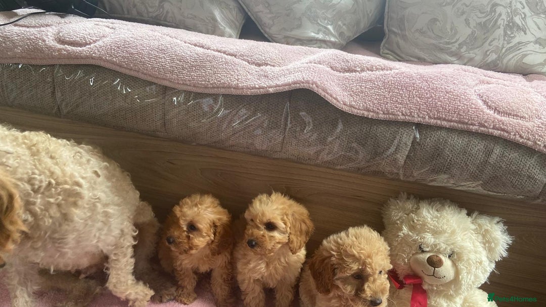 Cockapoo dogs for sale: Cockapoo puppies - Image 4