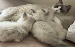 Ragdoll cats for sale: Pure Ragdoll kitten - Image 6