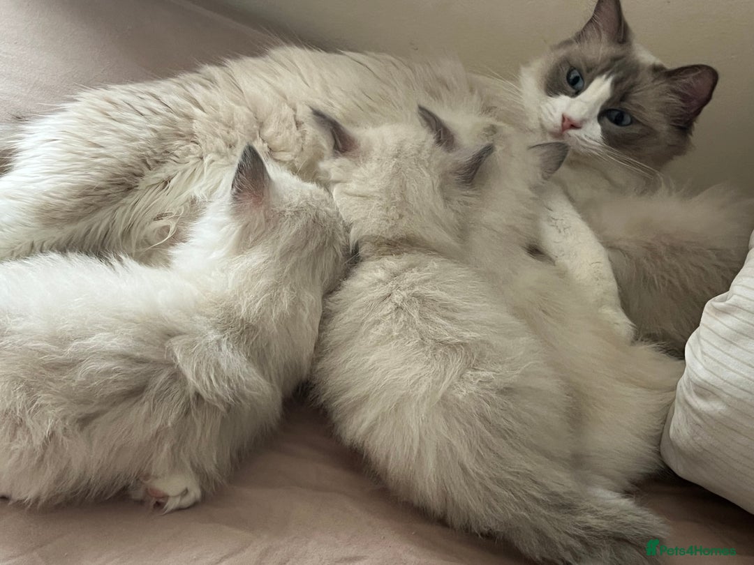 Ragdoll cats for sale: Pure Ragdoll kitten - Image 6