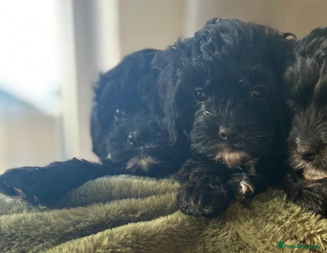 Cavapoo dogs for sale: Stunning cavapoos - Advert 11