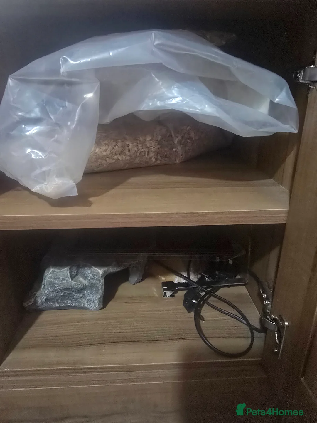 Bearded Dragon reptiles for sale: Full bearded dragon set with 2 dragons  in Bridgend - Advert 4