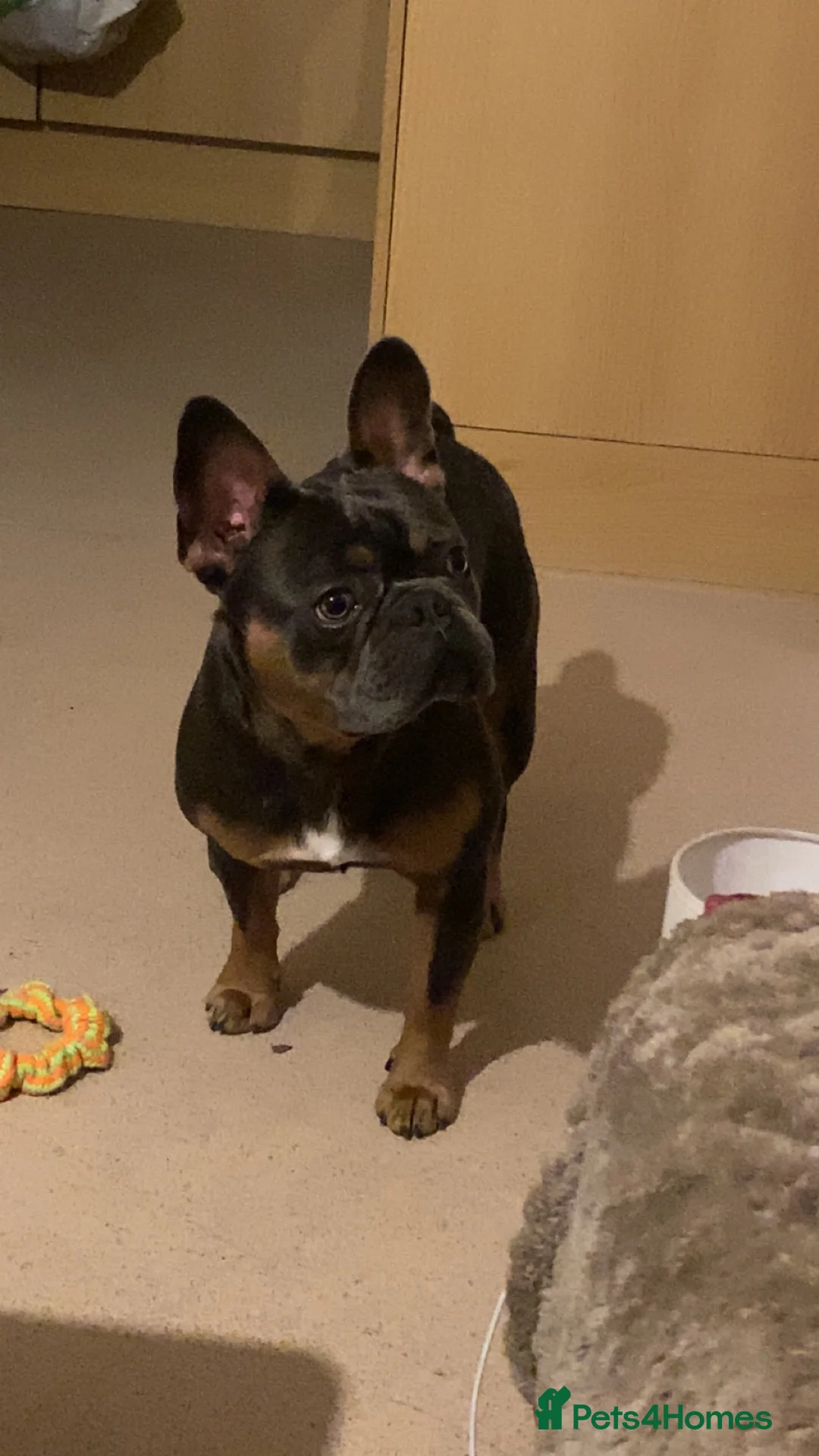 French Bulldog dogs for sale: French bull dog (£200-obo) in Taunton - Advert 11