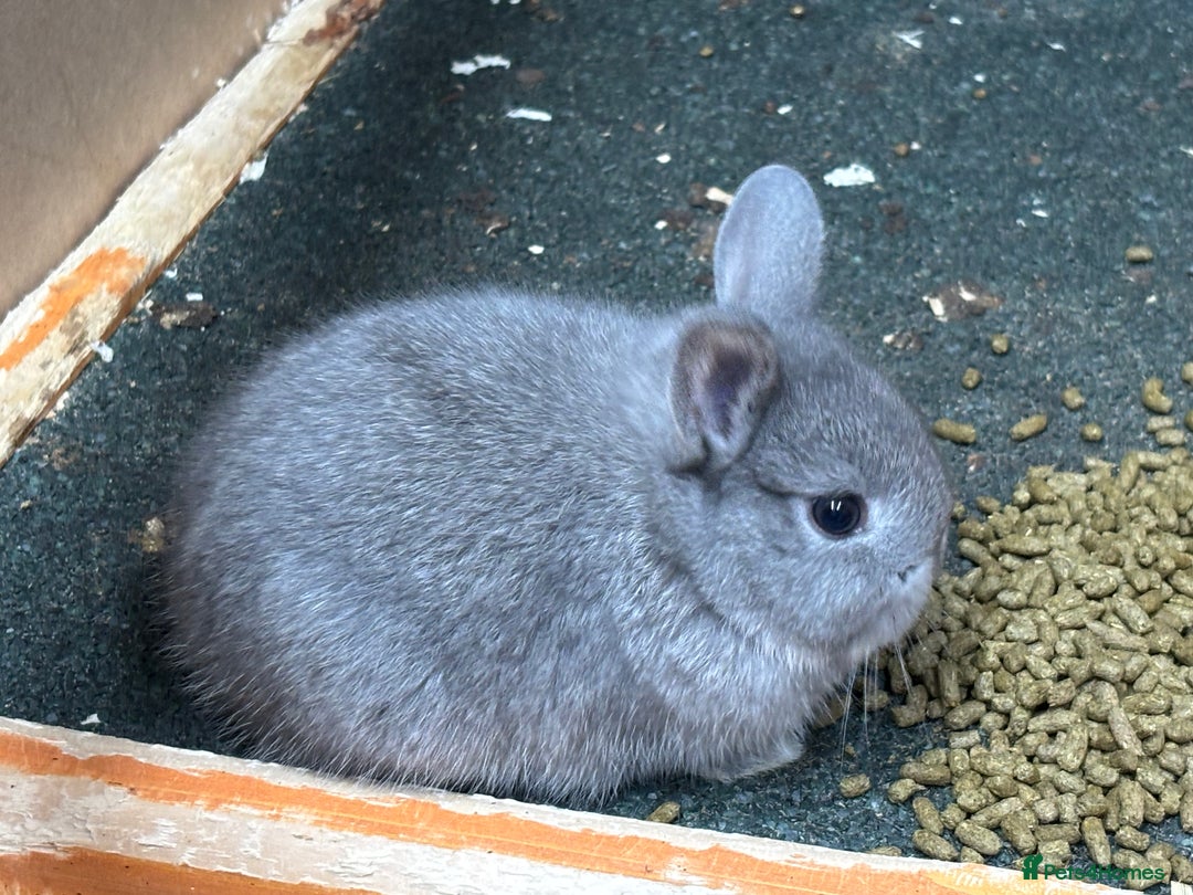 Netherland Dwarf rabbits for sale: Netherlands x lops  - Image 3