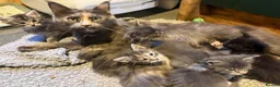 Maine Coon cats for sale: Pedigree Maine Coons - Advert 8