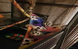 Sugar Glider rodents for sale: Sugargliders Proven breeding pair  - Image 4