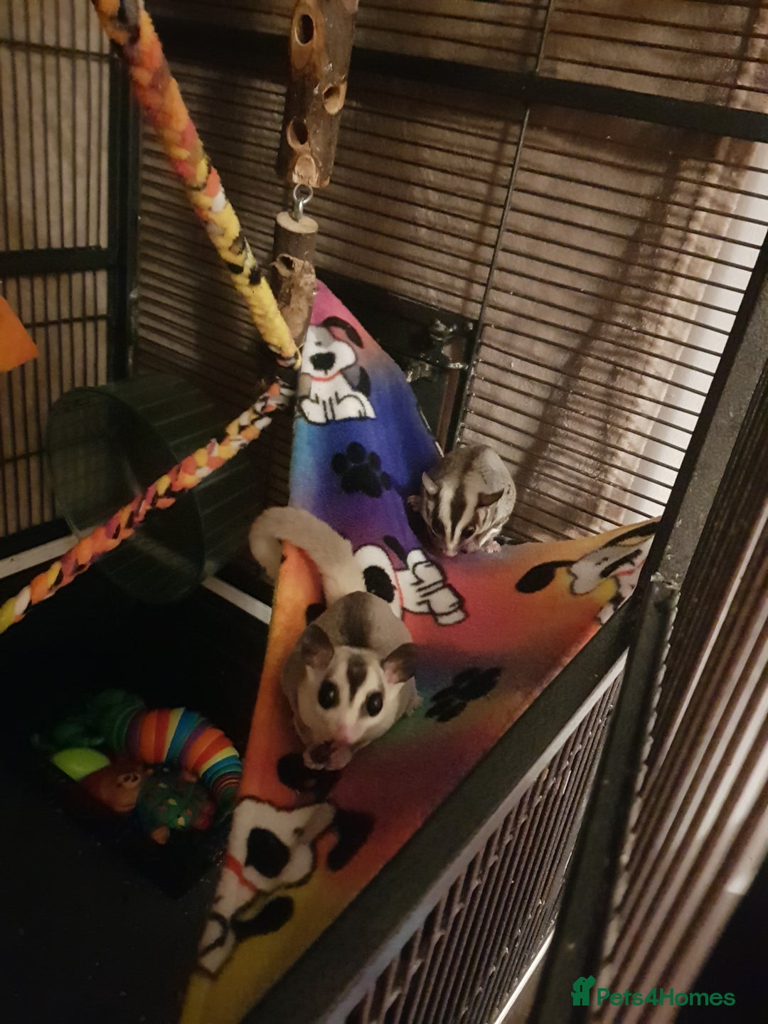 Sugar Glider rodents for sale: Sugargliders Proven breeding pair  - Image 4