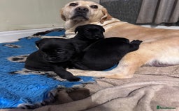 Mixed Breed dogs for sale: Boxador puppies for sale  - Image 10