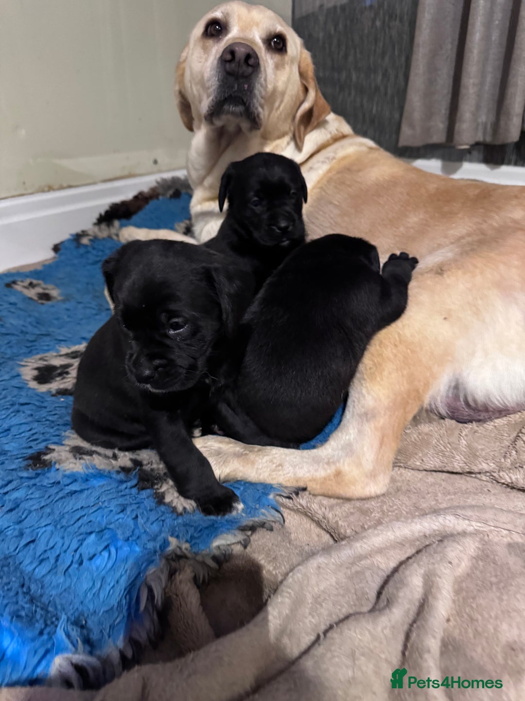 Mixed Breed dogs for sale: Boxador puppies for sale  - Image 10