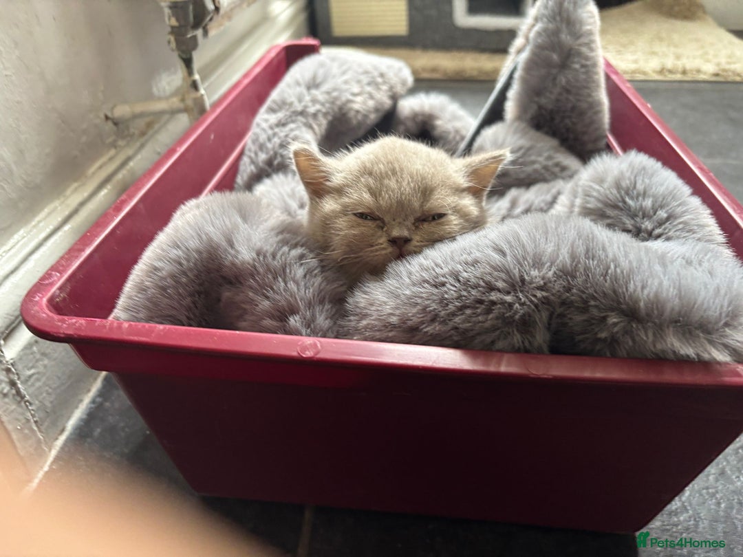 British Shorthair cats for sale: LILAC FEMALE BRITISH SHORTHAIR  - Image 3