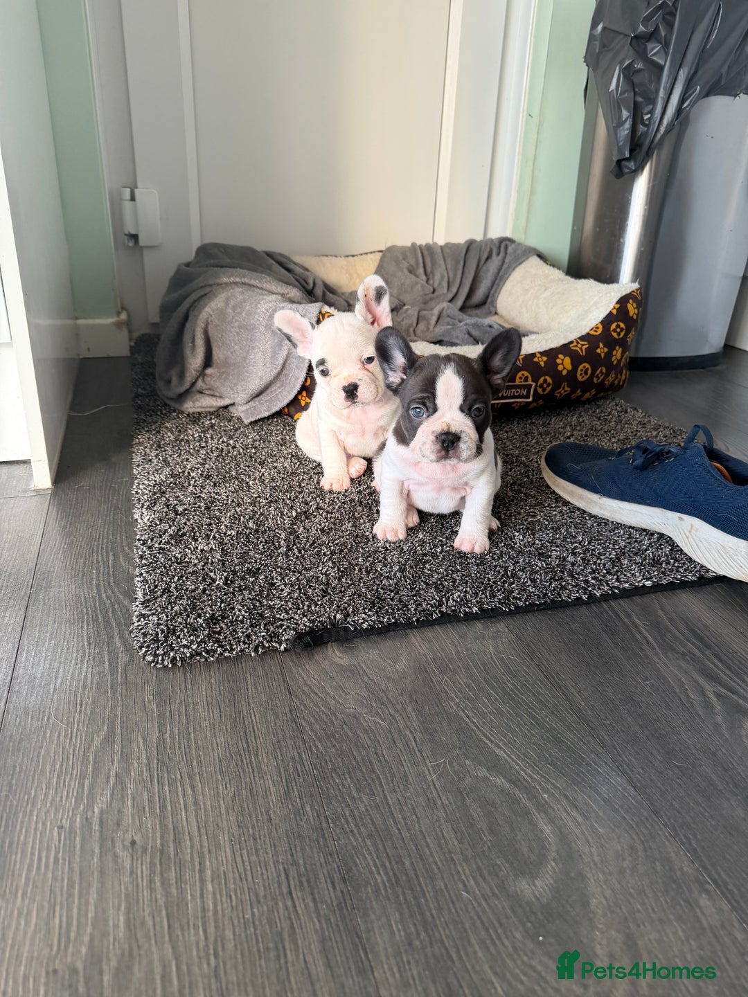 French Bulldog dogs for sale: Puppys  - Advert 6
