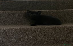 Russian Blue cats for sale: Beautiful Russian Blue x kittens READY NOW - Image 21