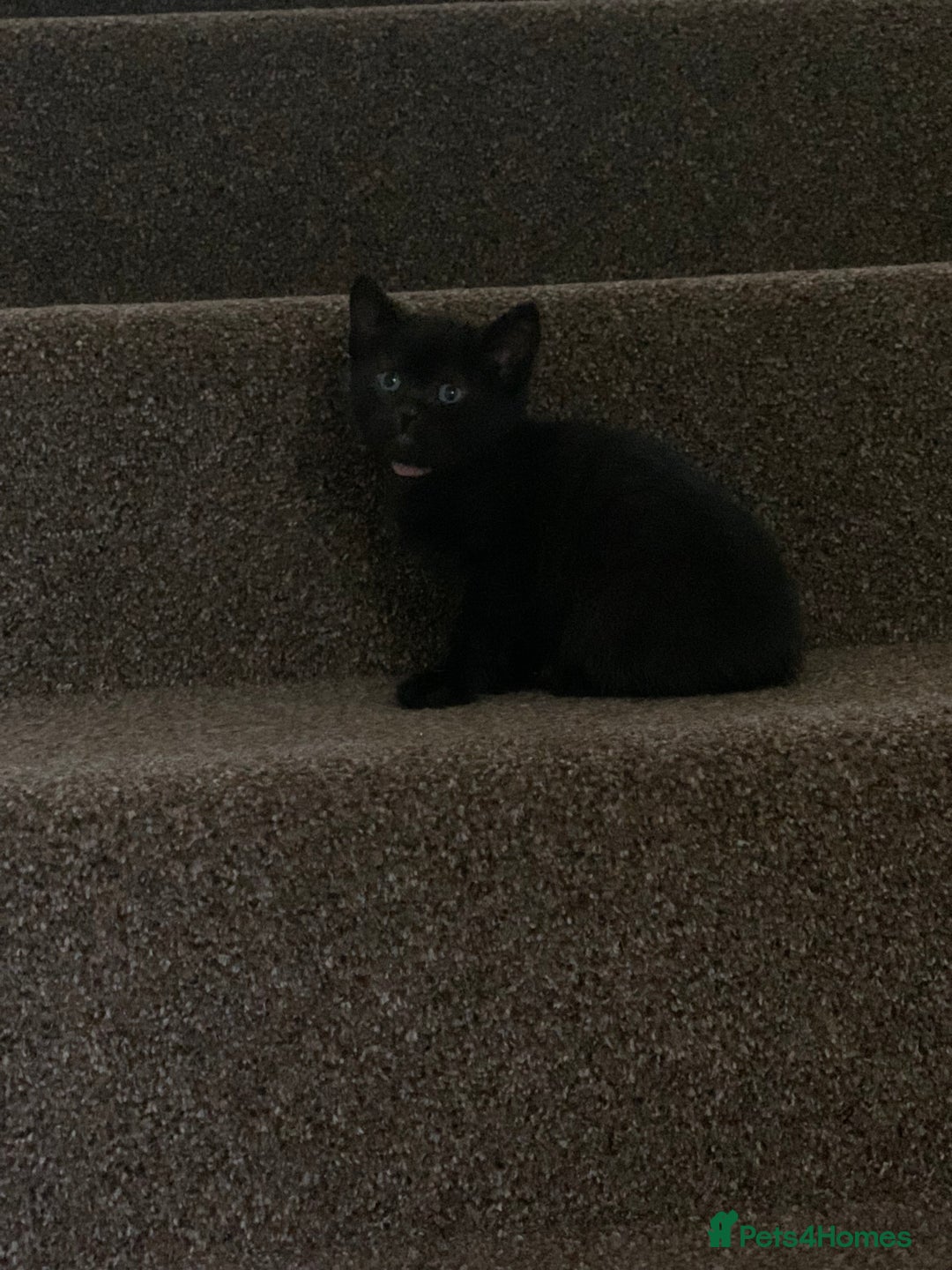 Russian Blue cats for sale: Beautiful Russian Blue x kittens READY NOW - Image 21