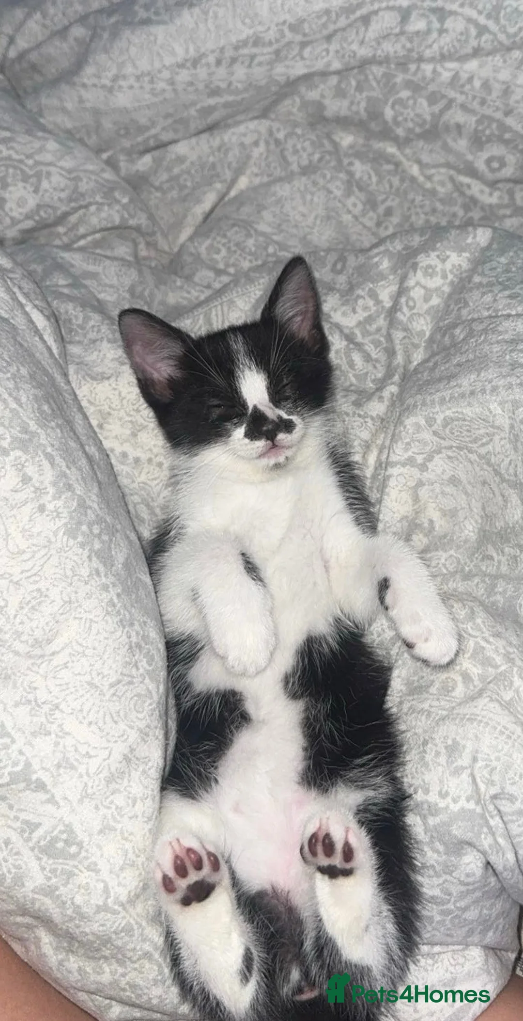 Domestic Shorthair cats for sale: Beautiful black and white kitten - Advert 2