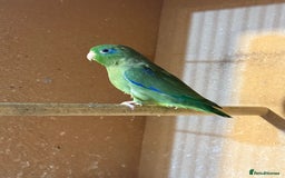 Lovebirds birds for sale: Parrotlet pair   - Image 7