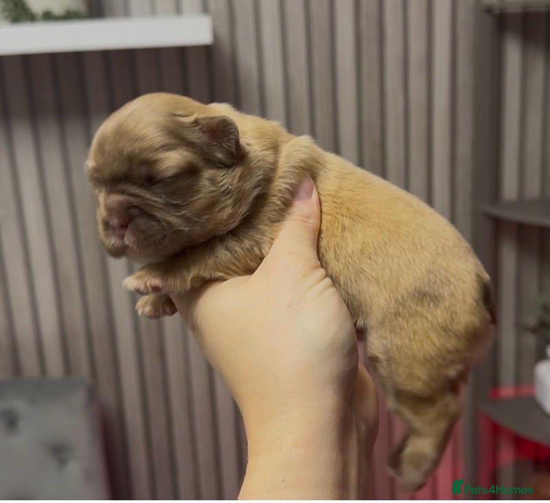 French Bulldog dogs for sale: Kc registered fluffy French bulldogs  - Advert 5