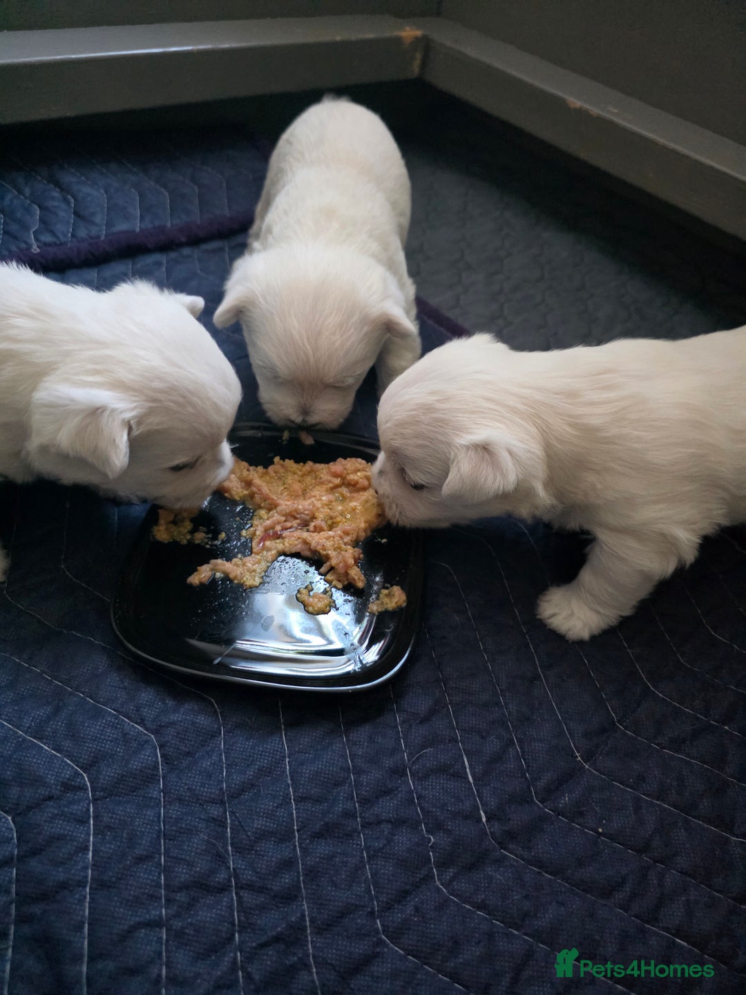 West Highland Terrier dogs for sale: Strong full of life and joy girls KC registered  - Advert 8