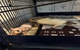 Rat rodents for sale: Beautiful rats and cage for sale  - Image 16