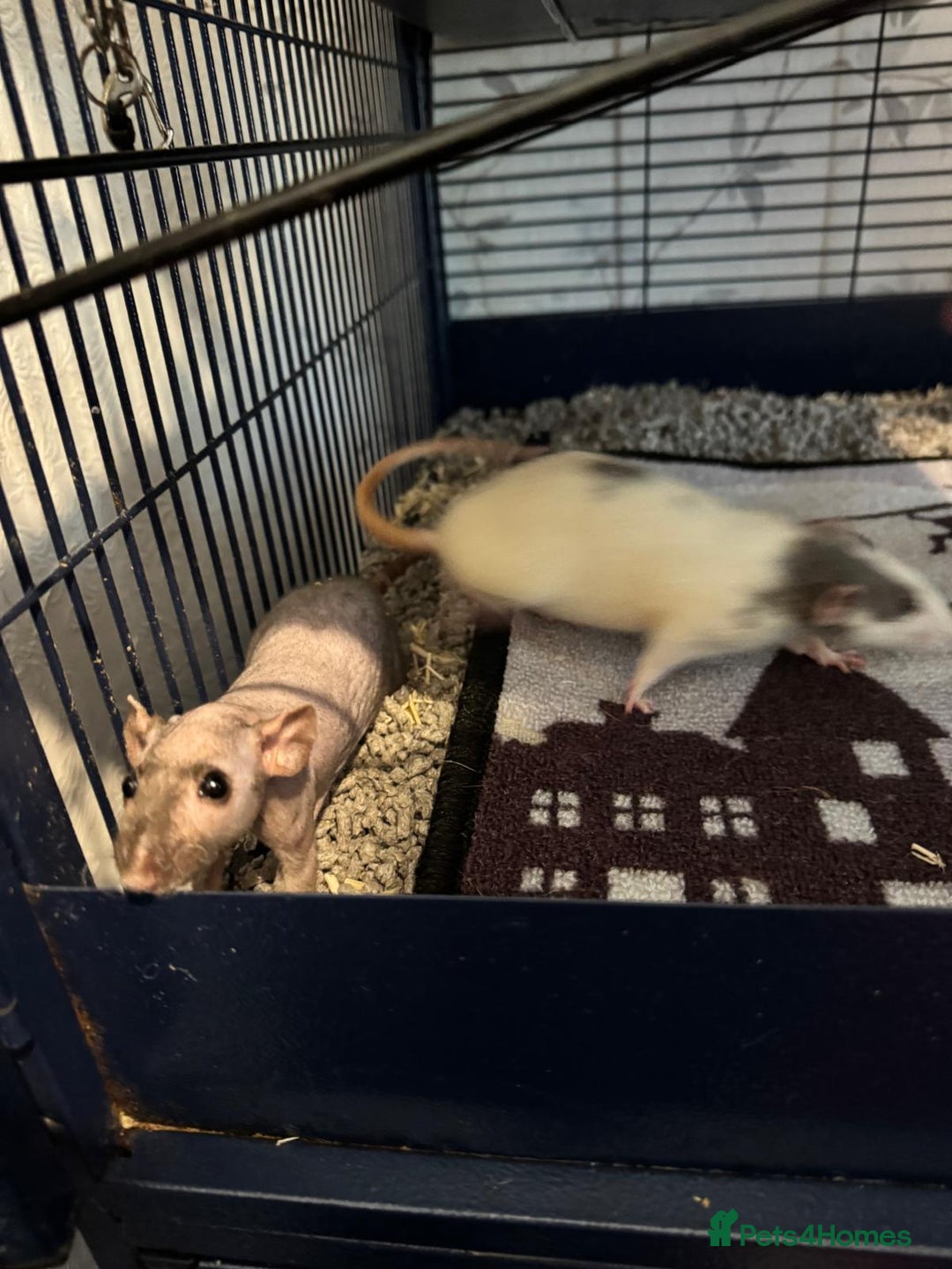 Rat rodents for sale: Beautiful rats and cage for sale  - Image 16