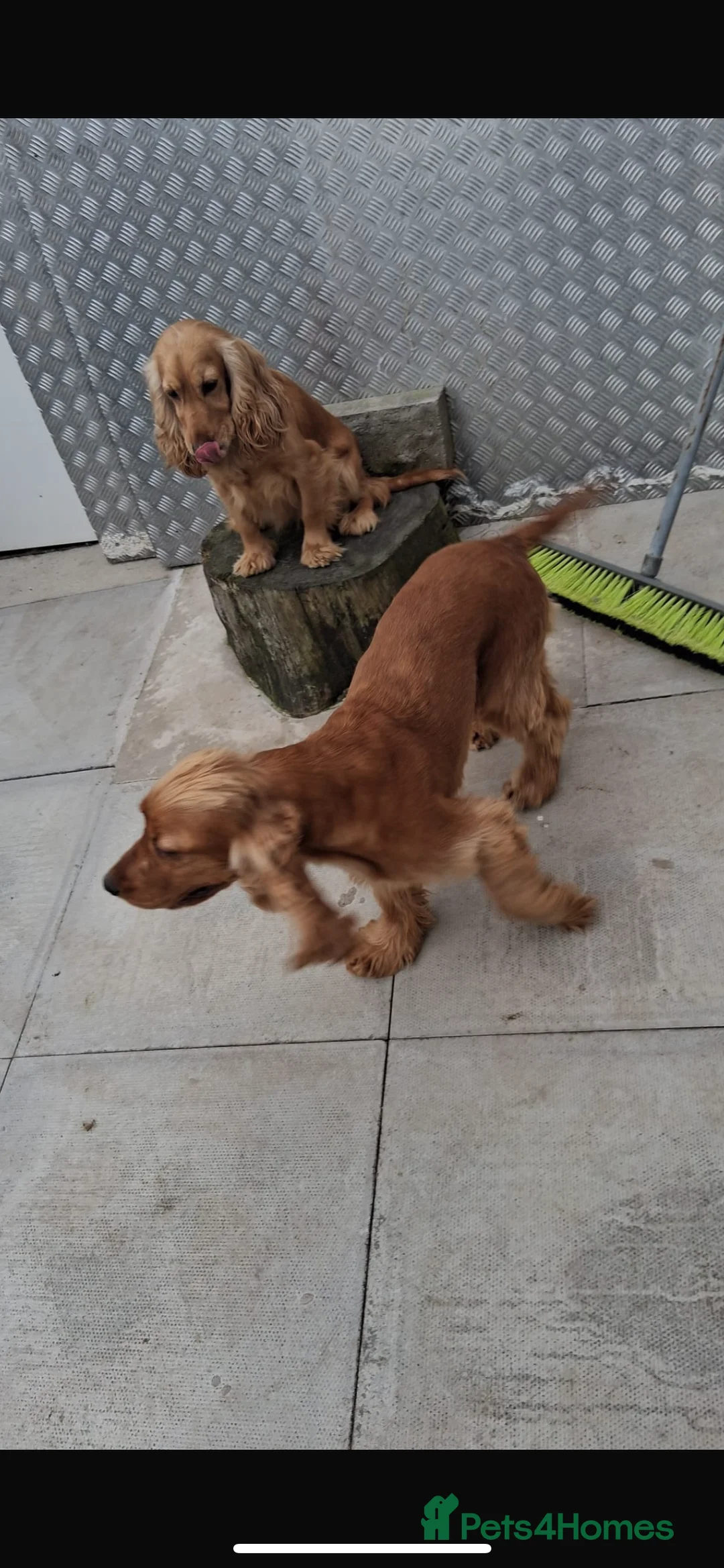 Cocker Spaniel dogs for sale: Cocker spaniel pups for ssle - Advert 6