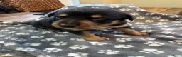 Mixed Breed dogs for sale: Border Collie x Kelpie Puppies in Caernarfon - Advert 14