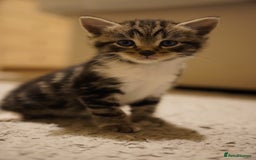 Mixed Breed cats for sale: Mixed breed  - Advert 8