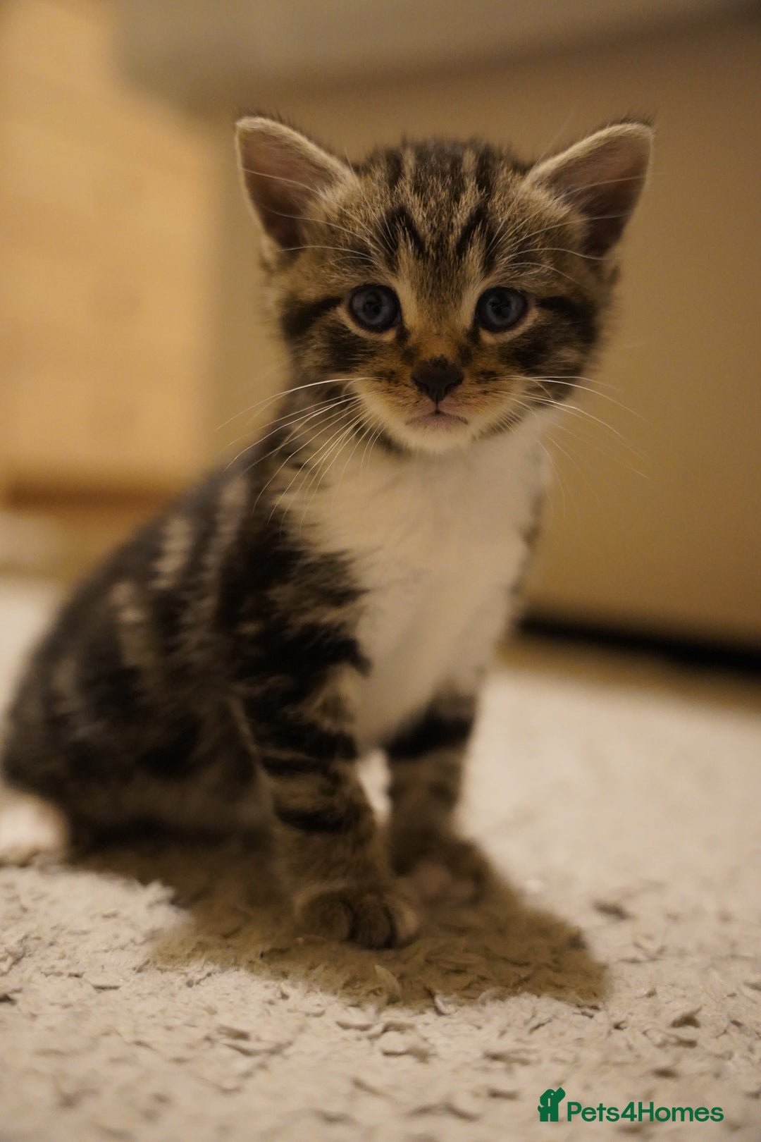 Mixed Breed cats for sale: Mixed breed  - Advert 8