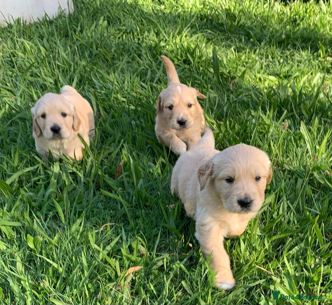 Golden Retriever dogs for sale: Welcome! Our Quality Golden Retriever Puppies - Advert 2
