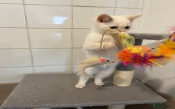 Ragdoll cats for sale: Ragdoll x Persian kittens  - Image 5