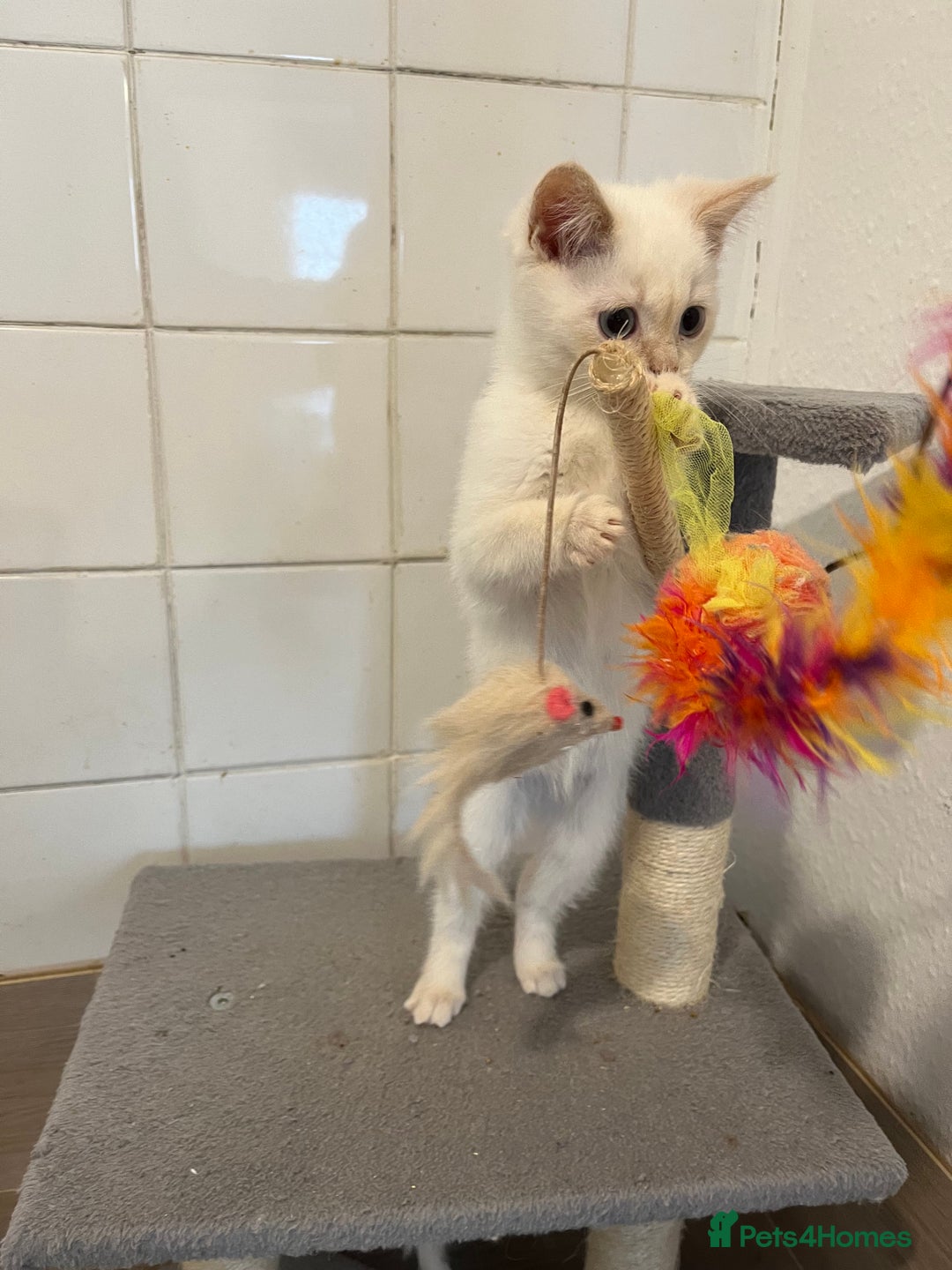 Ragdoll cats for sale: Ragdoll x Persian kittens  - Image 5