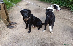 Mixed Breed dogs for adoption: SHEAMUS - a handsome boy for an experienced Owner - Image 13