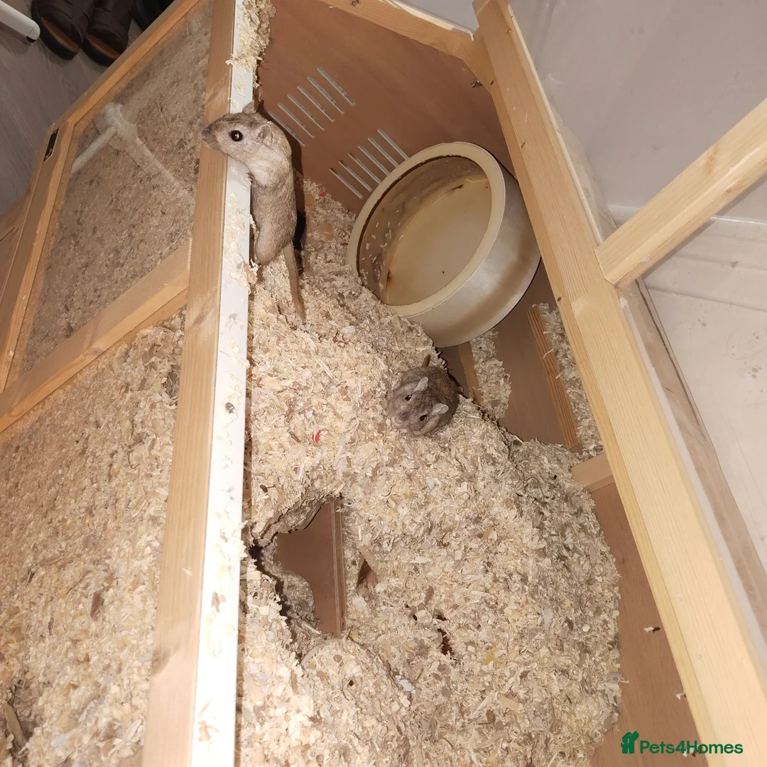 Gerbil rodents for sale: 2 female gerbils for sale in Dagenham - Advert 2