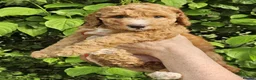 Cockapoo dogs for sale: Fox red cockapoo puppies in Wisbech - Advert 2